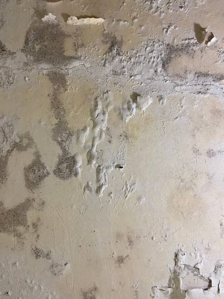 Best Mold Remediation for Schools in Hudson, NC
